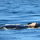 Here is J-35 carrying her dead baby. :(